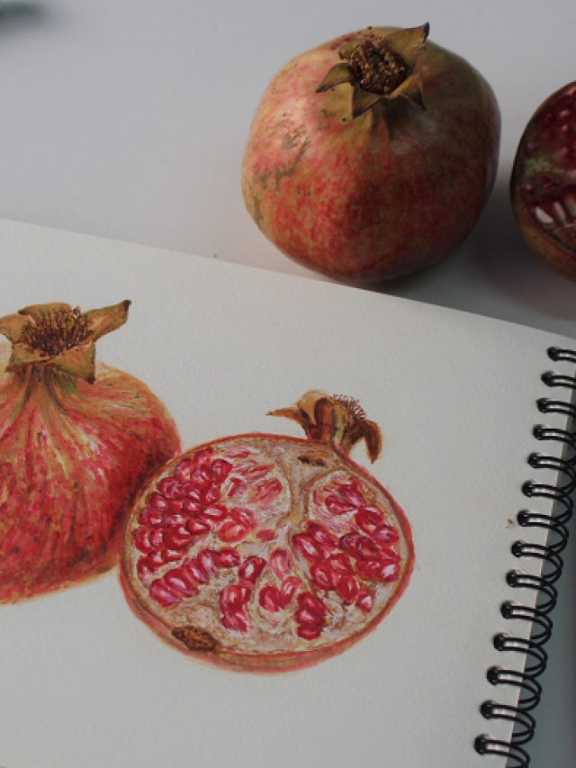 Make A Pomegranate Drawing in 5 Easy Steps