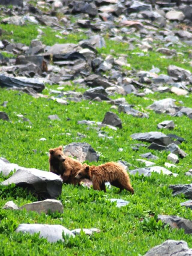 cropped-Courtesy-Revv.jpg