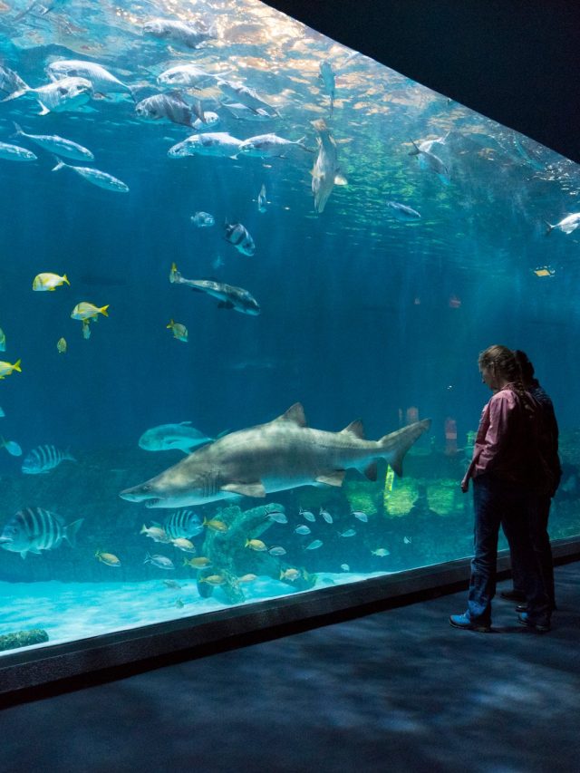 cropped-Aquariums-In-North-Carolina.jpeg