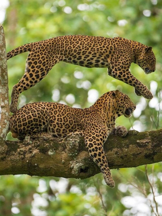 cropped-Courtesy-Travelogy-India.jpg