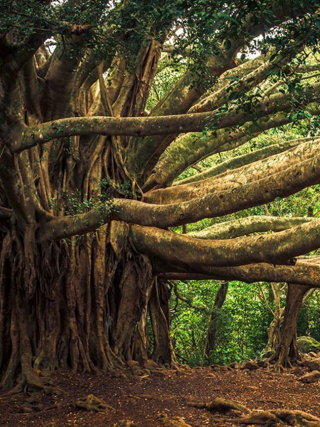 cropped-Courtesy-Aeon.jpg