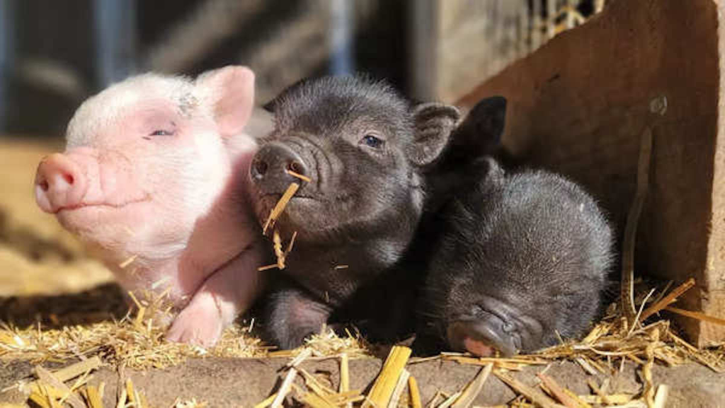 Piglets in Evarissti's latest artwork against Danish Pork industry