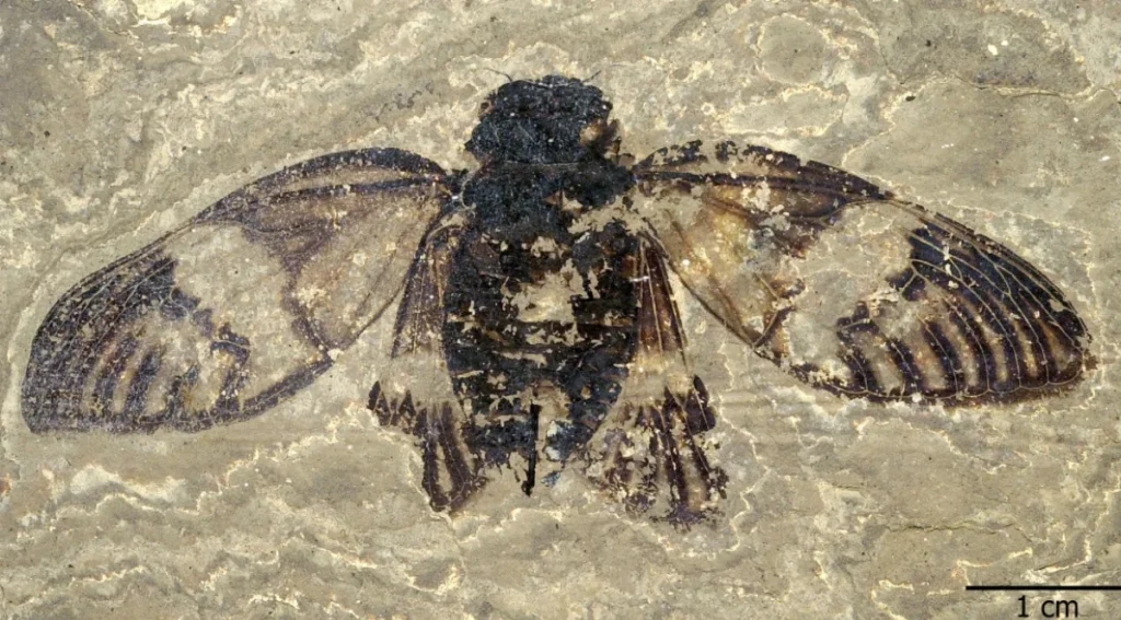 A figure of the fossil. Courtesy - Senckenberg