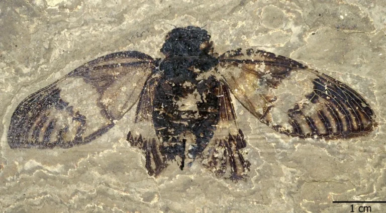 47-Million-Year-Old Cicada Fossil Discovered in Germany Rewrites Insect Evolution