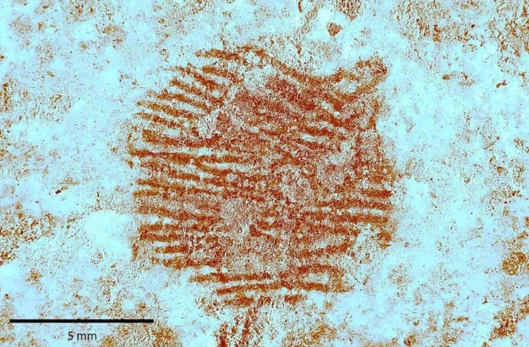 The World’s Oldest Fingerprint Proves Neanderthals Created Art
