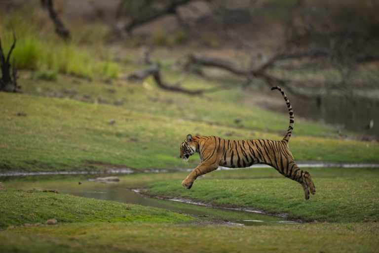 Kairav Engineer Unveils ‘Ranthambhore – 50 Iconic Years’  Exhibition in Ahmedabad