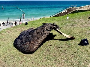 Garuda Takes Flight at Sculpture by the Sea 2026