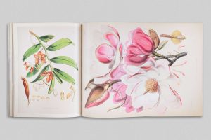 Plants, Empire, and Everyday Intimacies